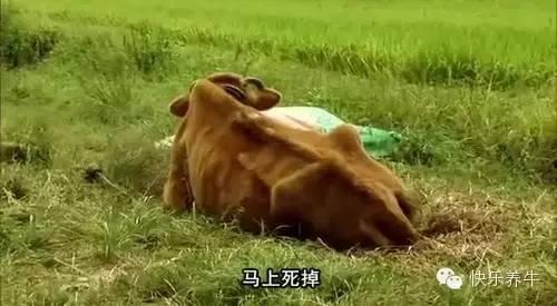 养牛新手买什么牛，快乐养牛带你一起去买好牛