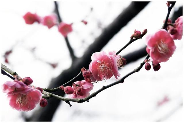 梅花的花瓣像什么，梅花的形状像什么东西（晨读丨梅花赞）