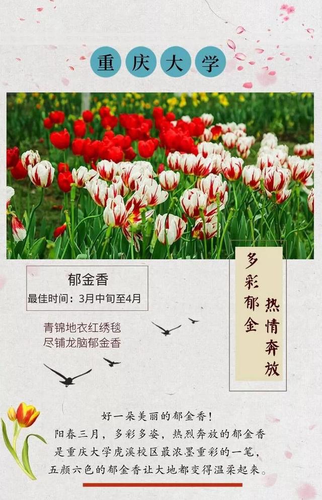 杏花的寓意和象征，杏花寓意好不好（重庆各大高校的浪漫花语）