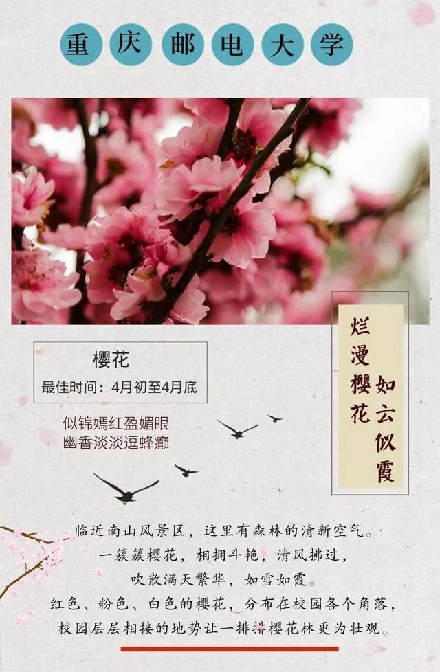 杏花的寓意和象征，杏花寓意好不好（重庆各大高校的浪漫花语）