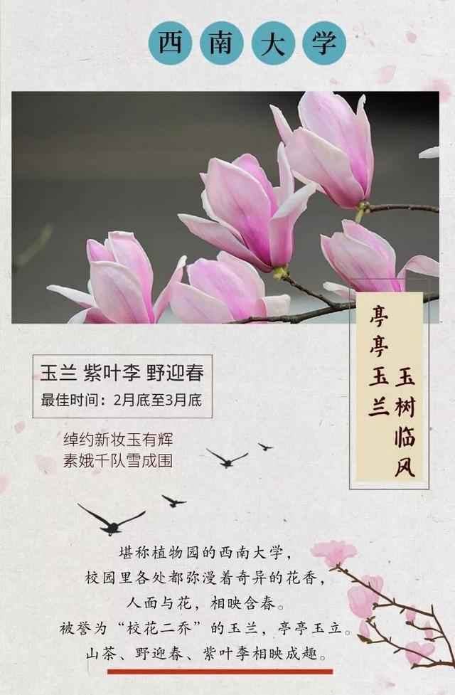 杏花的寓意和象征，杏花寓意好不好（重庆各大高校的浪漫花语）