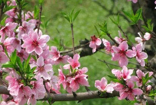 杏花的寓意和象征，杏花寓意好不好（重庆各大高校的浪漫花语）