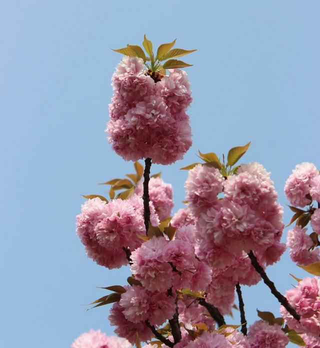 杏花的寓意和象征，杏花寓意好不好（重庆各大高校的浪漫花语）