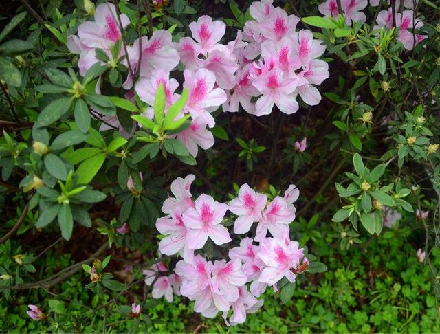 杏花的寓意和象征，杏花寓意好不好（重庆各大高校的浪漫花语）