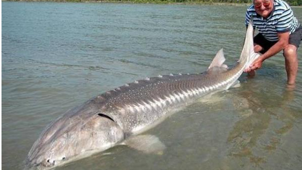 鱼子酱是什么东西，鱼子酱是什么（一盒23308美元）