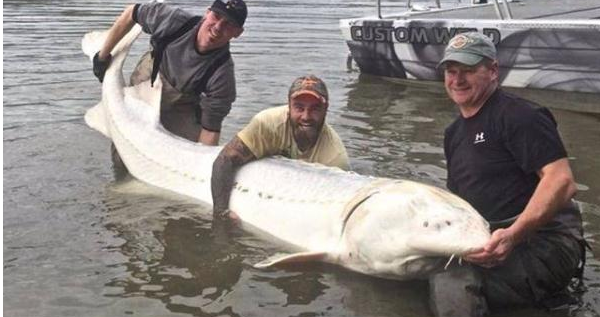 鱼子酱是什么东西，鱼子酱是什么（一盒23308美元）