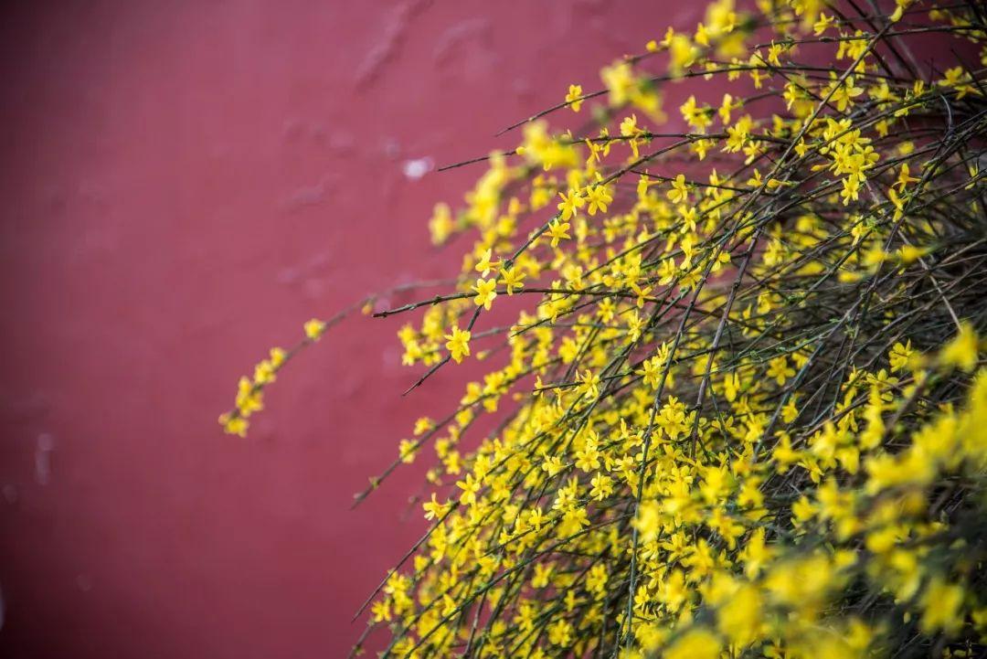 春天开的花有哪些，春天最常见的15种花