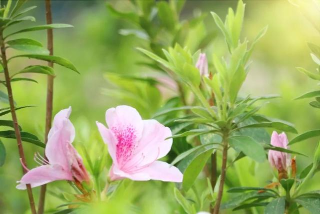 山樱花的花语和寓意，关于樱花的花语是什么（15种开在春天的花）