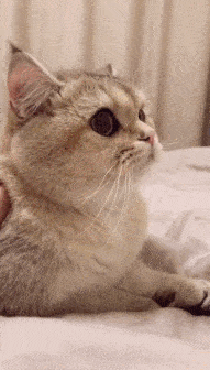 盘他是什么梗，盘你是什么意思有何梗（每日一词：盘他）