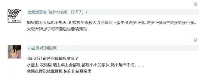 会飞的蟑螂是怀孕了吗，蟑螂会飞嘛（终于和这种让你半夜失声尖叫的生物说债见了）