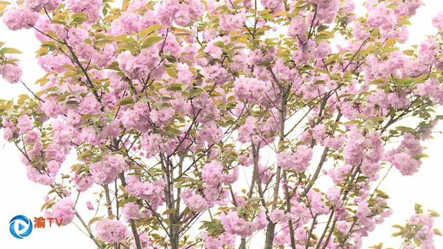 日本晚樱什么时候开花，日本晚樱什么时候开花,大概几点（晚樱进入盛花期）