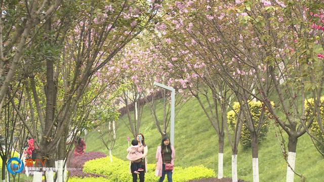 日本晚樱什么时候开花，日本晚樱什么时候开花,大概几点（晚樱进入盛花期）