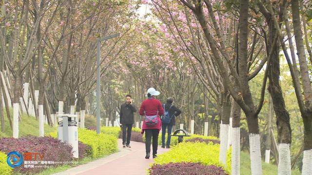 日本晚樱什么时候开花，日本晚樱什么时候开花,大概几点（晚樱进入盛花期）