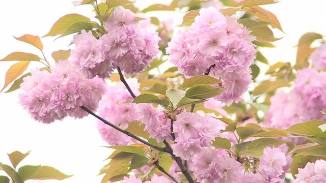 日本晚樱什么时候开花，日本晚樱什么时候开花,大概几点（晚樱进入盛花期）