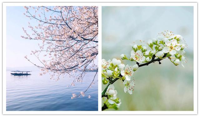 春天有什么花开，春天有哪些花开（15种开在春天的花）