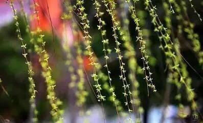 春天有什么花开，春天有哪些花开（15种开在春天的花）