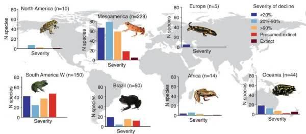 amphibian，amphibian词根和词缀都是什么?都是什么意思（这种真菌灭绝了90种两栖动物）