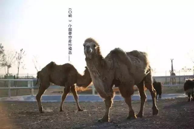 周口野生动物园现在开放了吗，周口市野生动物园门票最新（周口野生动物园年底开园）