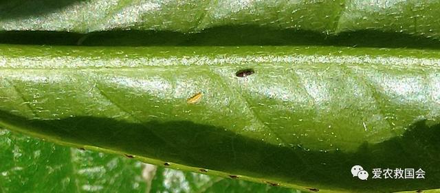 蓟马与茶黄螨危害区分及防治方法，茶黄蓟马图片（茶黄蓟马的空间分布格局）