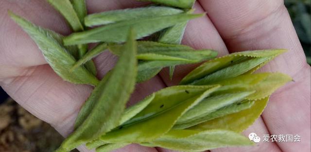 蓟马与茶黄螨危害区分及防治方法，茶黄蓟马图片（茶黄蓟马的空间分布格局）