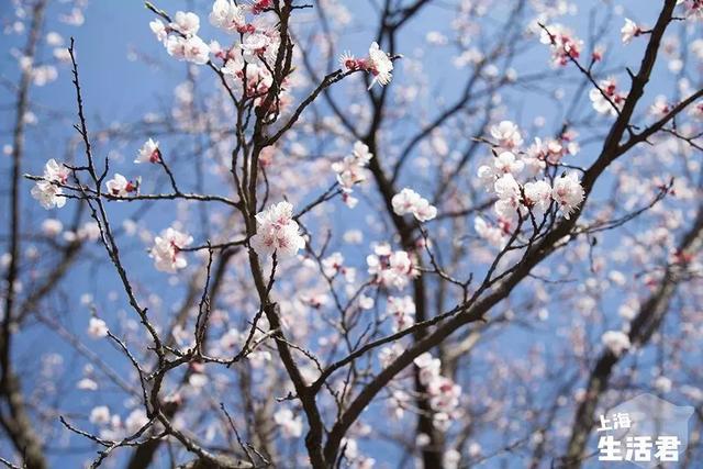 四川身份证开头（310103、310102、310108...）