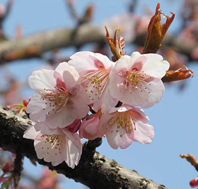 樱花有哪些品种，17种常见樱花品种介绍（你Pick哪一个）
