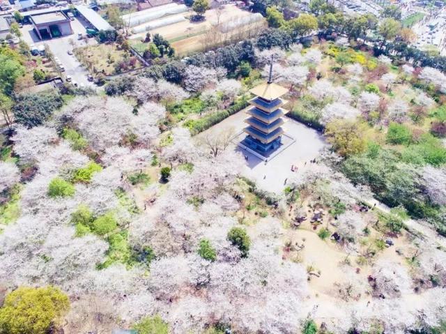 樱花有哪些品种，17种常见樱花品种介绍（你Pick哪一个）