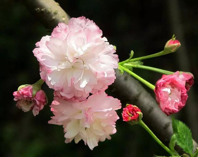 樱花有哪些品种，17种常见樱花品种介绍（你Pick哪一个）