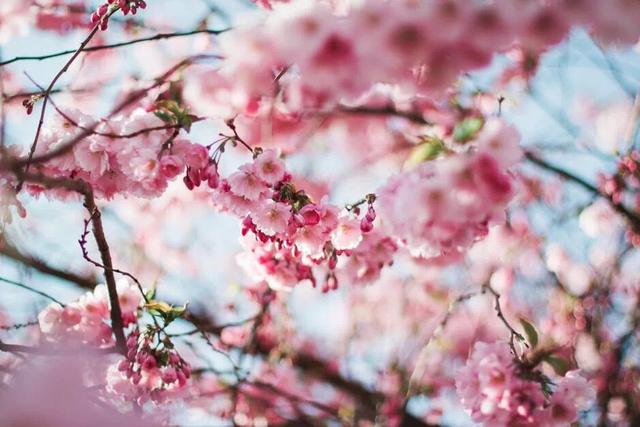 花炮节是哪个民族的节日，花炮节是哪个民族的传统节日（还是这些少数民族的传统节日）