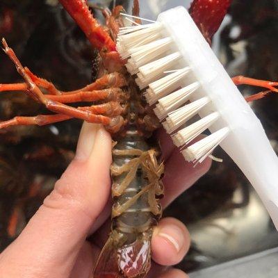 蒜泥龙虾需要哪些调料（#最爱盒马小龙虾#正宗盱眙蒜泥小龙虾）