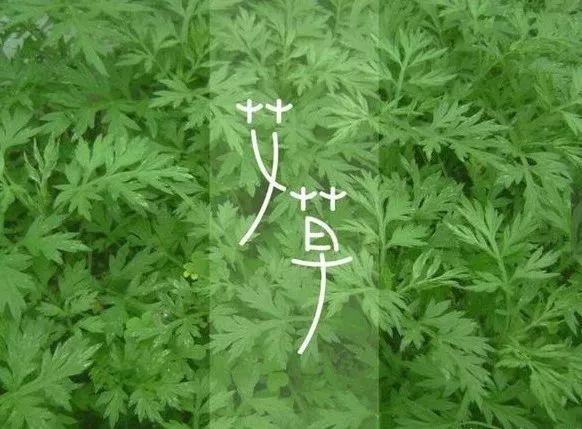 艾叶水可以洗脸吗，艾草可以洗脸吗（这种野草祛湿养气功效强大）
