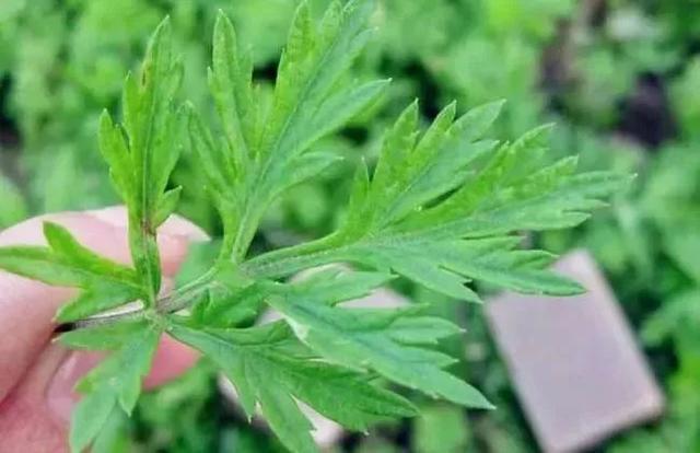 艾叶水可以洗脸吗，艾草可以洗脸吗（这种野草祛湿养气功效强大）