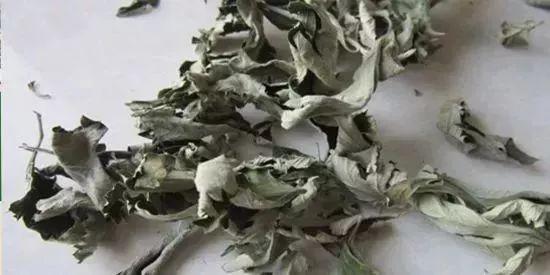艾叶水可以洗脸吗，艾草可以洗脸吗（这种野草祛湿养气功效强大）