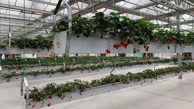 草莓甜心，草莓甜心公主跑酷下载（“五星级”草莓吃过吗图片）