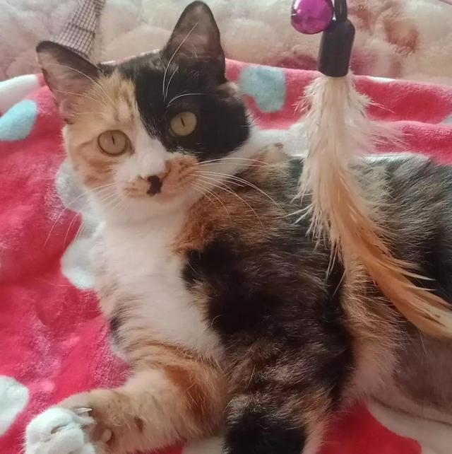 恬恬/最新蓝色兔兔表情包头像/兔兔日常微信，恬恬/最新蓝色兔兔表情包头像/兔兔日常（来自100个宠物的智障瞬间）