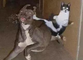 dia拼音怎么读视频，沙爹和沙嗲怎么读（广东人会说不会写的315个粤语字）