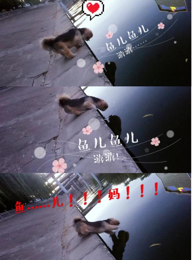 恬恬/最新蓝色兔兔表情包头像/兔兔日常微信，恬恬/最新蓝色兔兔表情包头像/兔兔日常（来自100个宠物的智障瞬间）