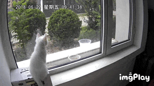 恬恬/最新蓝色兔兔表情包头像/兔兔日常微信，恬恬/最新蓝色兔兔表情包头像/兔兔日常（来自100个宠物的智障瞬间）