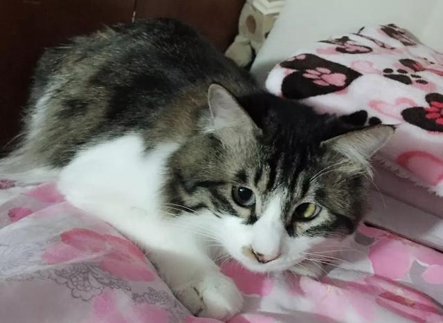 恬恬/最新蓝色兔兔表情包头像/兔兔日常微信，恬恬/最新蓝色兔兔表情包头像/兔兔日常（来自100个宠物的智障瞬间）