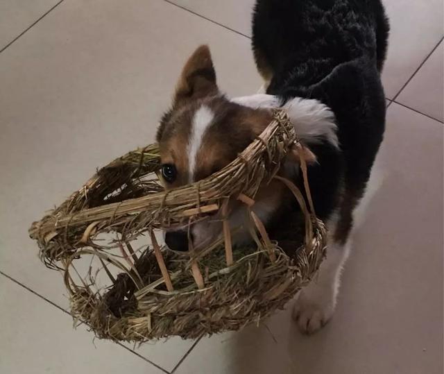 恬恬/最新蓝色兔兔表情包头像/兔兔日常微信，恬恬/最新蓝色兔兔表情包头像/兔兔日常（来自100个宠物的智障瞬间）