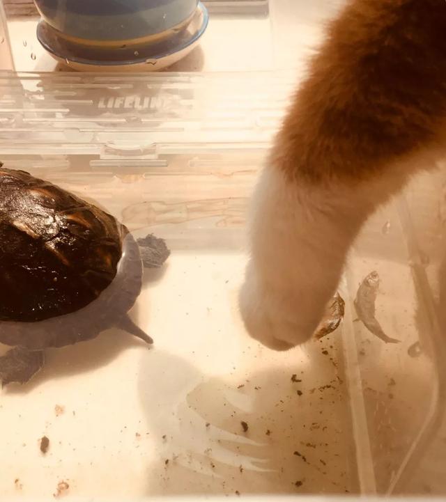 恬恬/最新蓝色兔兔表情包头像/兔兔日常微信，恬恬/最新蓝色兔兔表情包头像/兔兔日常（来自100个宠物的智障瞬间）