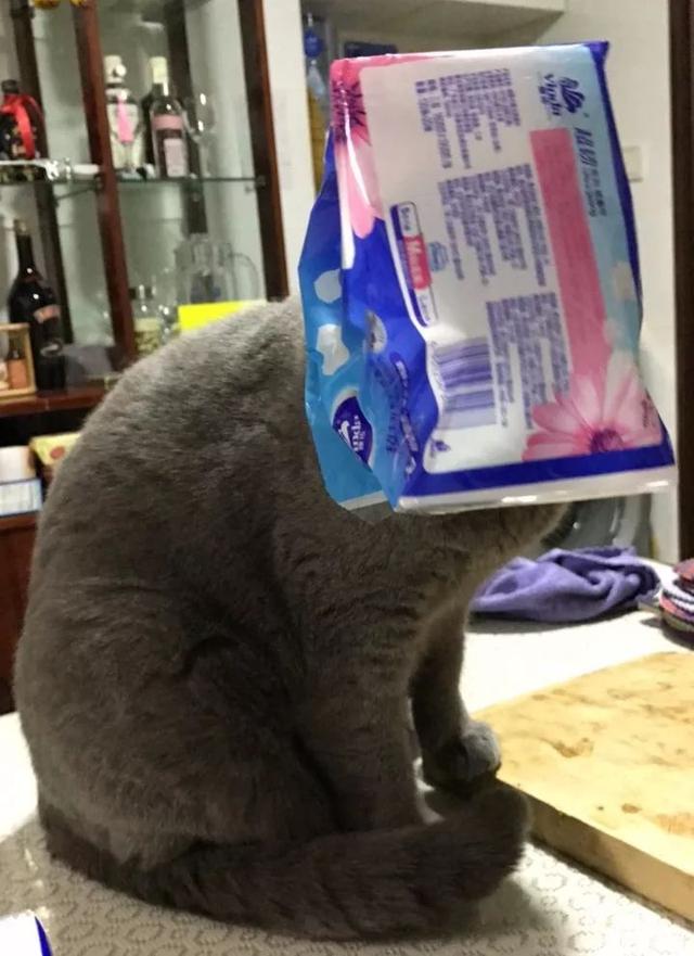 恬恬/最新蓝色兔兔表情包头像/兔兔日常微信，恬恬/最新蓝色兔兔表情包头像/兔兔日常（来自100个宠物的智障瞬间）