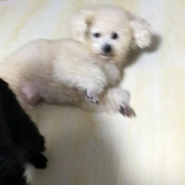 恬恬/最新蓝色兔兔表情包头像/兔兔日常微信，恬恬/最新蓝色兔兔表情包头像/兔兔日常（来自100个宠物的智障瞬间）