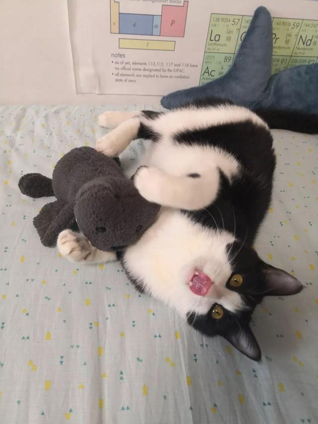 恬恬/最新蓝色兔兔表情包头像/兔兔日常微信，恬恬/最新蓝色兔兔表情包头像/兔兔日常（来自100个宠物的智障瞬间）