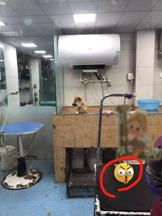 恬恬/最新蓝色兔兔表情包头像/兔兔日常微信，恬恬/最新蓝色兔兔表情包头像/兔兔日常（来自100个宠物的智障瞬间）