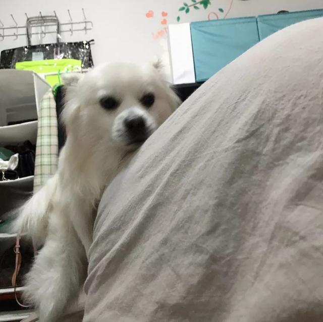 恬恬/最新蓝色兔兔表情包头像/兔兔日常微信，恬恬/最新蓝色兔兔表情包头像/兔兔日常（来自100个宠物的智障瞬间）