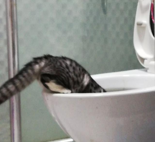 恬恬/最新蓝色兔兔表情包头像/兔兔日常微信，恬恬/最新蓝色兔兔表情包头像/兔兔日常（来自100个宠物的智障瞬间）