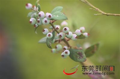 蓝莓什么季节成熟，蓝莓什么时候成熟季节（下月蓝莓进入成熟季）