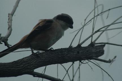 咕咕咕是什么意思，网络咕咕咕是什么意思（鸽子的反义词是知更鸟是什么梗）