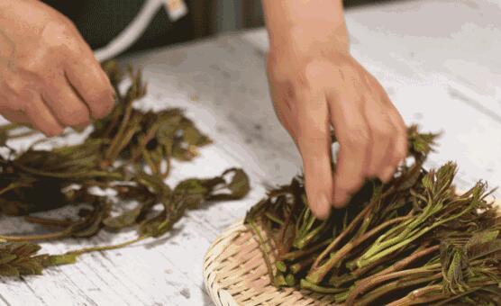 香椿炒鸡蛋的禁忌，香椿炒鸡蛋的禁忌有哪些（老人贪吃香椿炒蛋竟致多器官衰竭）